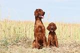 SETTER IRLANDAIS 031